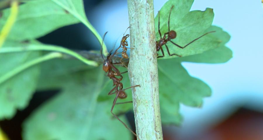 Halloween au musée Hexapoda