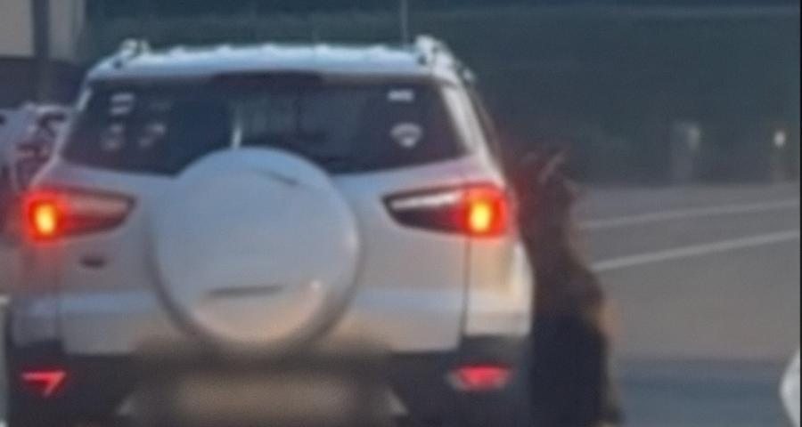 Chien traîné par une voiture : l'affaire est classée sans suite