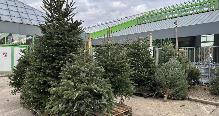 Noël avant l’heure : les sapins se vendent de plus en plus tôt