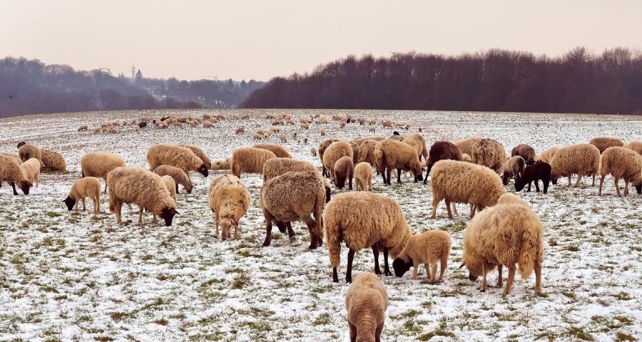 Huy : bien-être des animaux en prairies en période hivernale