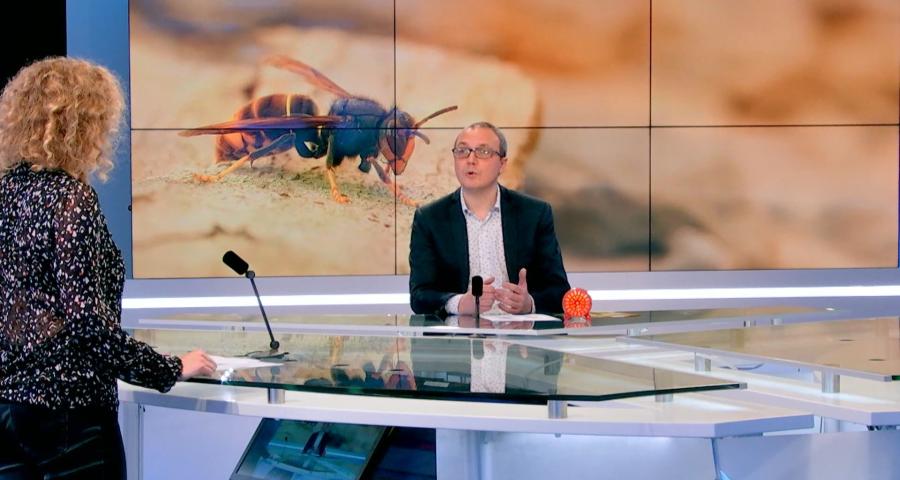 Frelon asiatique: séances d'infos, distributions de pièges... il est temps de lutter