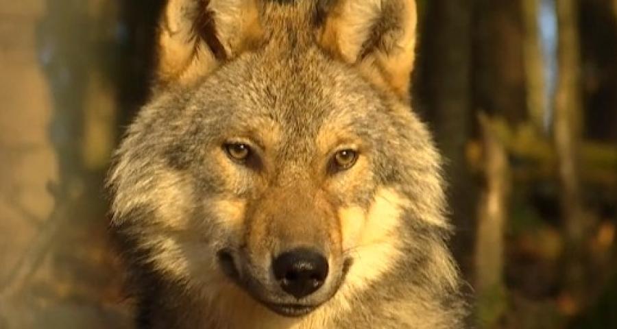 Chevreuil mort à Aywaille : ce n'était pas l'oeuvre d'un loup