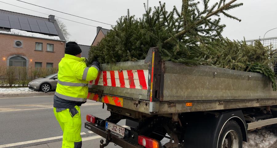 2.500 kg de sapins ramassés à Crisnée