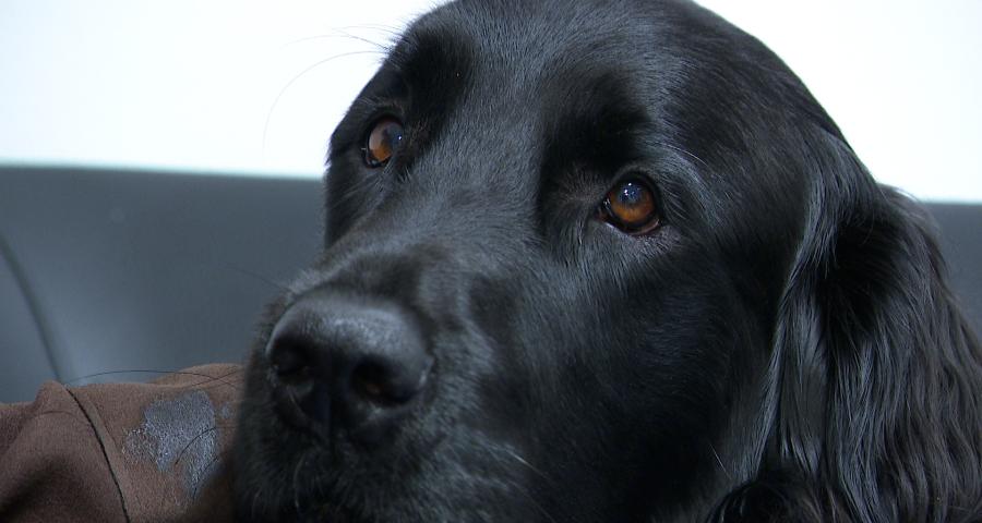 Un chien d'assistance judiciaire vient renforcer la zone de police Beyne-Fléron-Soumagne