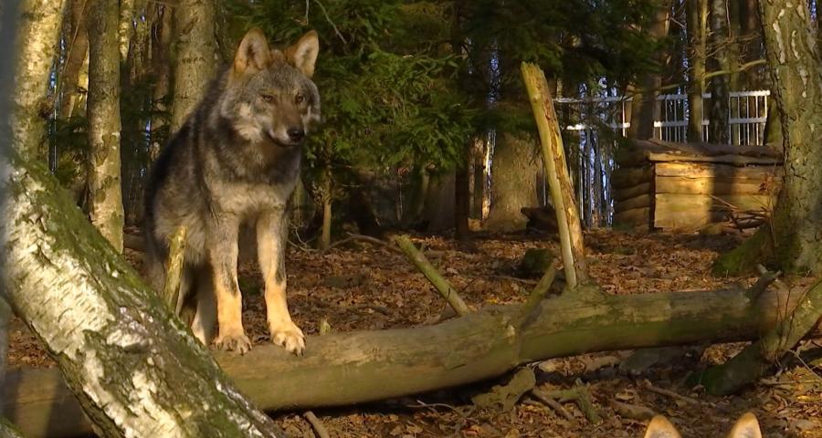 Une attaque de loup à Héron : quatre moutons tués