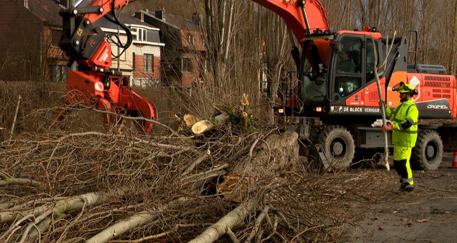 Flémalle : les peupliers vont laisser place aux charmes