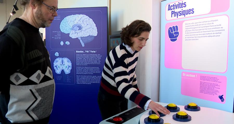Une exposition sur le cerveau à la Maison de la Science
