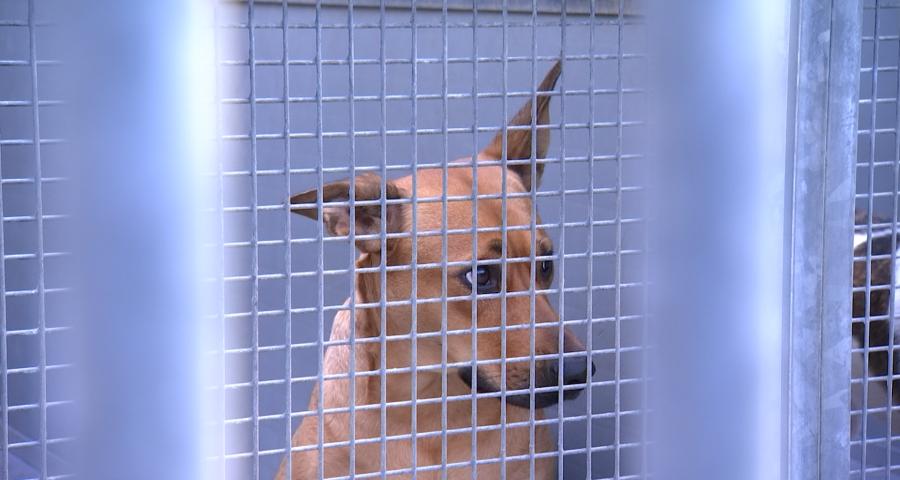 La crise financière impacte les refuges animaliers