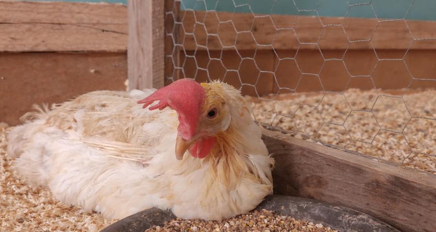 80.000 poules à adopter à Hannut