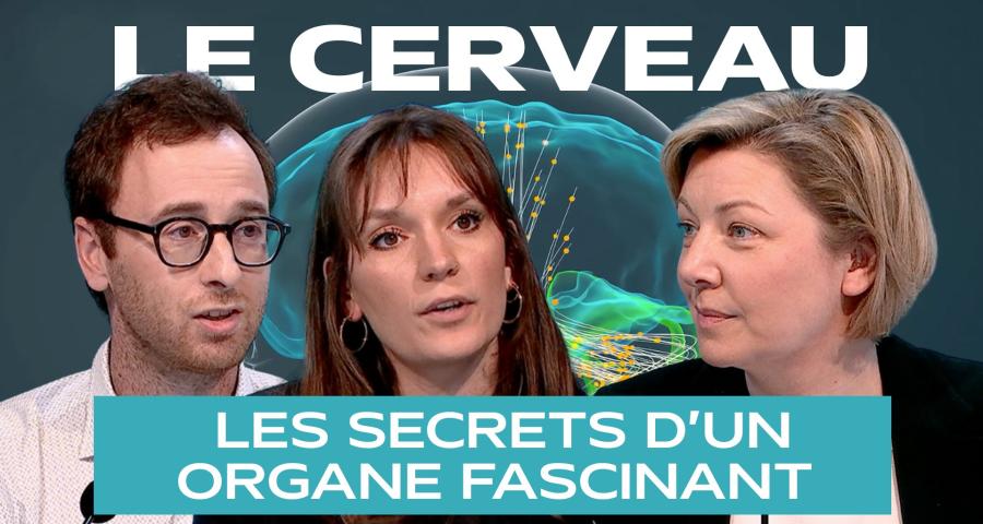 Dans les secrets du cerveau humain
