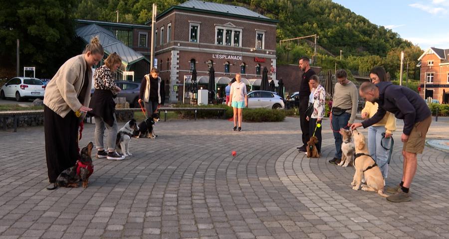 La maternelle du chiot