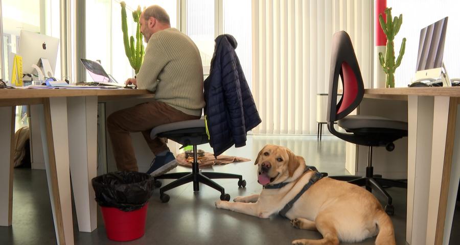 Prendre son chien au travail