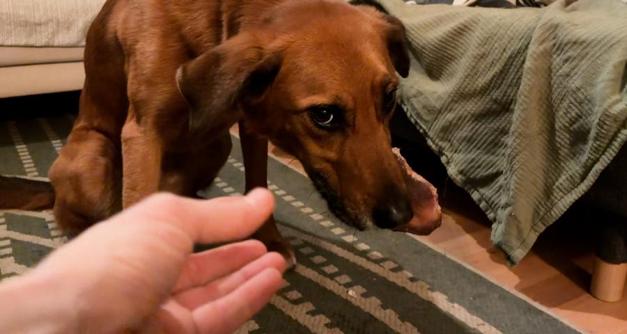 La protection de nourriture