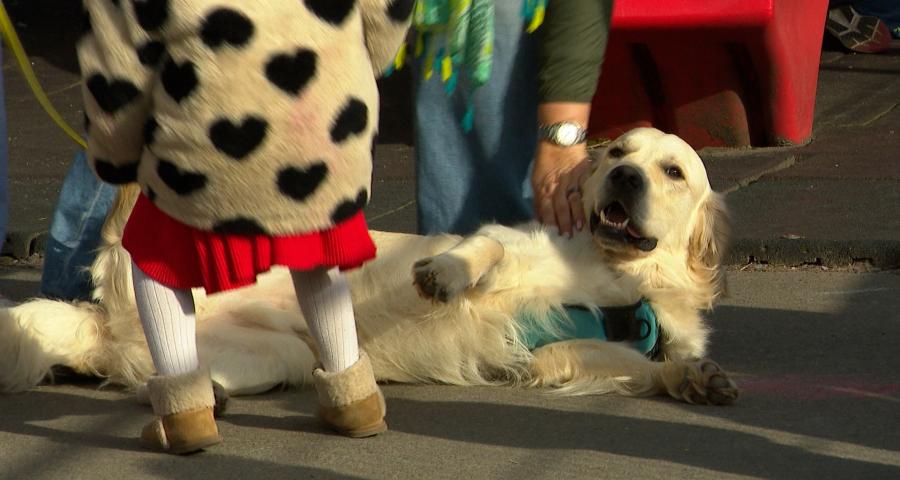 Un chien thérapeute à l'Ecole Devant-le-Pont à Visé