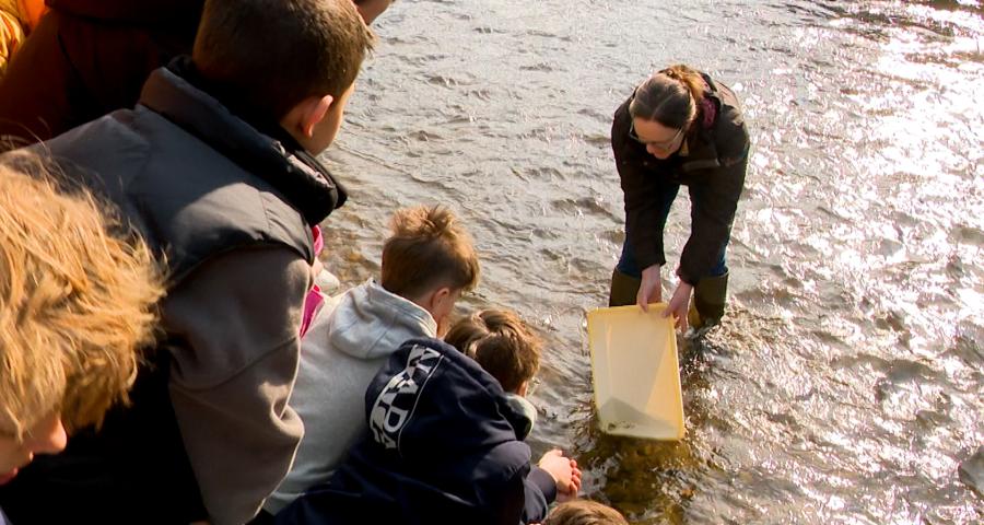 Saumon en classe : Le grand départ vers le Groenland !