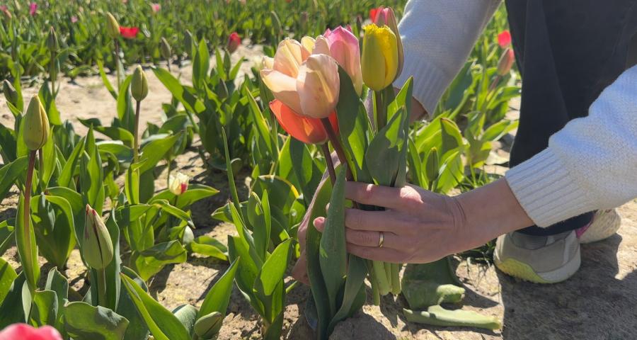 Les champs de tulipes en libre-service font le plein en région liégeoise