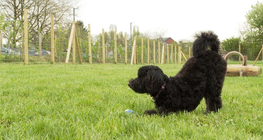 Nouveau parc canin à Retinne