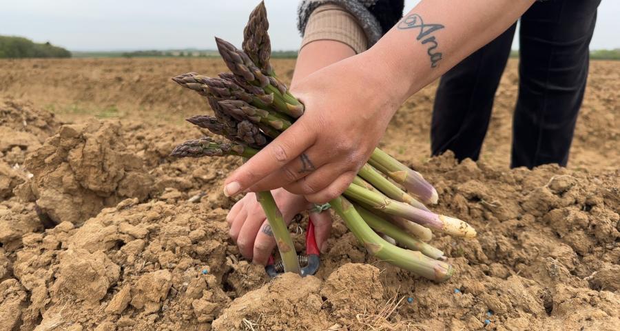 La récolte des asperges déjà bien lancée à Rosoux