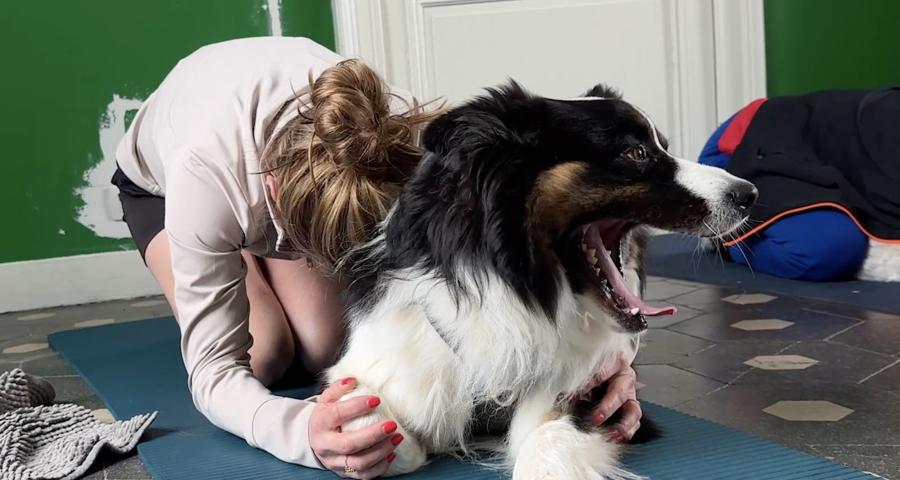 Et si vous pratiquiez le yoga avec votre chien ? À Lincent, Barbara donne des cours de "doga"