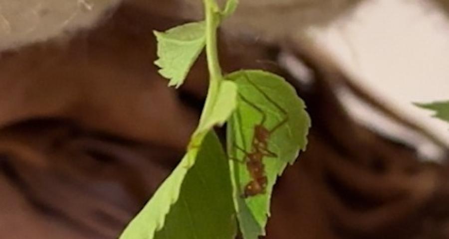 Hexapoda consacre une nouvelle exposition à la fourmi