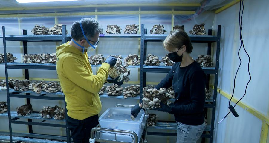 Wallifungi, champignonnière urbaine !