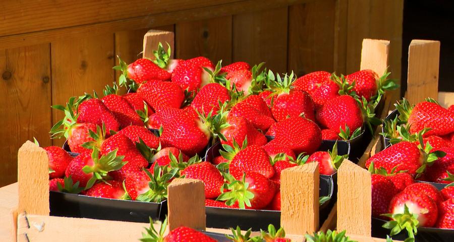 La saison des fraises a démarré avec un peu d'avance