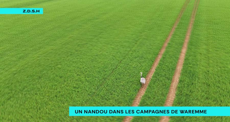 Un nandou en liberté dans la campagne waremmienne