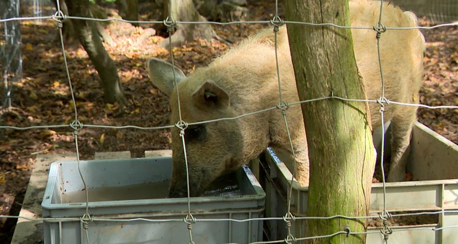Flémalle : la ferme du préhistomuseum se réinvente