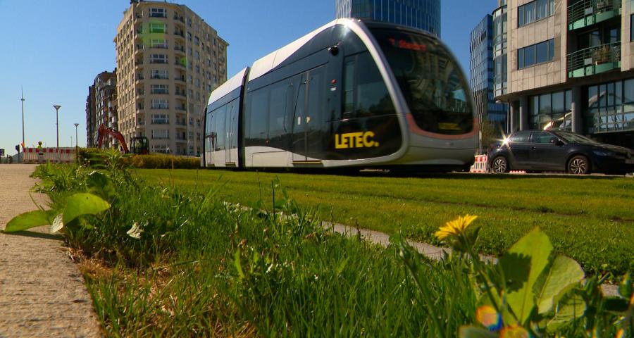 Pourquoi l'herbe autour du tram reste verte malgré la sécheresse?