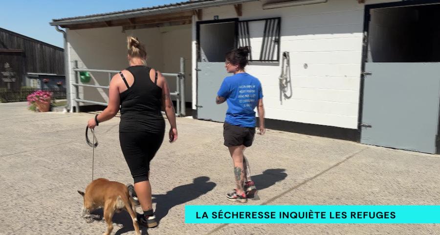 Les refuges animaliers face à la sécheresse : « Les animaux n’ont plus d’herbe »