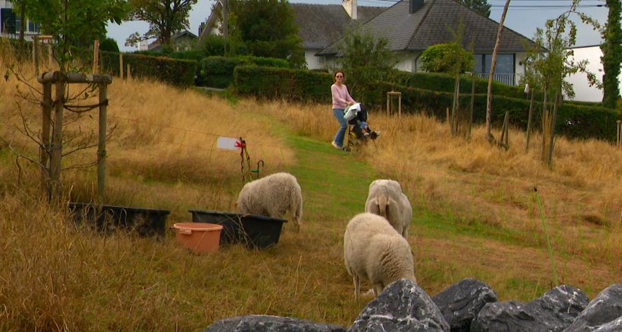 À Chaudfontaine, les moutons remplacent les tondeuses