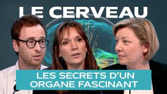 Dans les secrets du cerveau humain