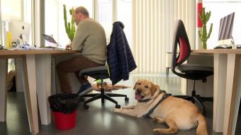 Prendre son chien au travail
