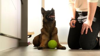 3 tours à apprendre à votre chien